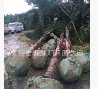 皇后葵 金山葵 耐寒植物 頭徑20~40cm 桿高1-3米 基地直銷