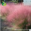 專業種植批發 毛芒亂子草 粉黛亂子草 盆栽苗 多年生觀賞草花