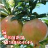 批發石榴樹苗 水晶鐵皮紅如意巨籽蜜黑皮無籽突尼斯軟籽墨 石榴苗