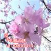 櫻花苗 南方北方庭院種植盆栽櫻花樹苗櫻花苗【大山櫻】當年開花