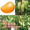 正宗嫁接芒果苗水果樹苗臺農1號 蘋果芒 澳芒 金輝煌芒庭院樹