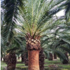 加拿利海棗桿高1-2-3米，頭徑60-100公分，基地大量促銷 價低質優