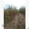 基地直銷優質苦楝樹批發苦楝樹苗綠化苗木量大優惠精品特價