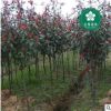 宜昌紅葉石楠紅羅賓紅唇強健魯賓斯火艷園林綠化批發