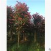 湖南基地批發(fā)紅花紫薇樹(shù)苗 紅火球紫薇 百日紅 規(guī)格齊全 可聯(lián)系