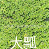 大瓢 水生類植物 杭州基地優(yōu)質(zhì)供應(yīng)