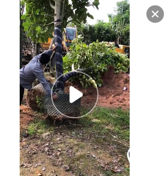 低價供應綠化苗木花葉高山榕花木農戶自家花場直銷寵物及園藝園林