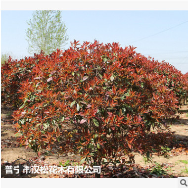 低價供應綠化苗木紅葉石楠花木農戶自家花場直銷寵物及園藝園林