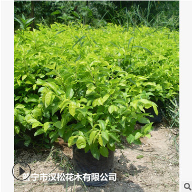 低價供應園林批發各種綠化苗木黃金葉寵物園藝盆景瘋狂促銷爆款
