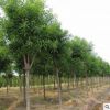 批發國槐樹苗工程綠化國槐小苗 綠化苗木 規格齊全槐樹苗