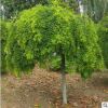 國槐苗 黃金槐樹苗 垂槐 龍爪槐樹 庭院道路行道樹黃金槐大樹苗