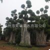 大型造型榕樹 榕樹樁頭 精品小葉榕 工程盆景小葉榕 漳州產地直銷
