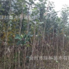 批發一年裸根嫁接紅梨種苗，專業培育引進正宗名優新品種果樹苗木