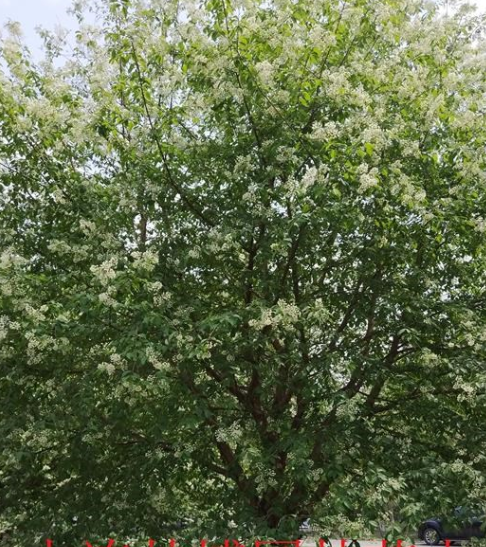 遼寧大連花園口 山桃稠李