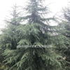 四川成都大量供應雪松