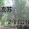 流蘇樹直銷 2-13公分樹干直無偏冠樹形優(yōu)美 請現(xiàn)場看苗起貨誠信價(jià)