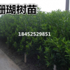 批發(fā)珊瑚樹/法國冬青 樹形好優(yōu)美健壯成苗活率高 誠信經(jīng)營合理價(jià)