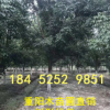 重陽木基地 15-18公分樹形優(yōu)美 重陽木價格報價 重陽木產(chǎn)地