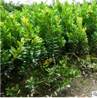 四川成都瓜子黃楊 豆瓣黃楊小苗