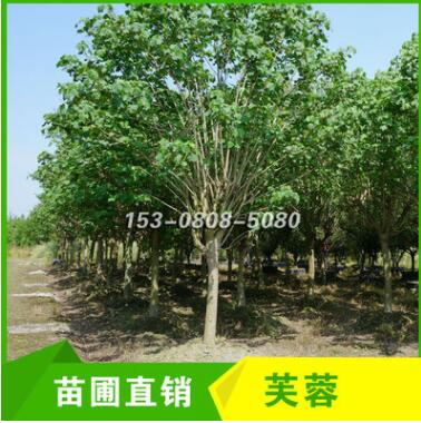 四川成都芙蓉大樹5cm 6cm 8cm 10cm 木芙蓉