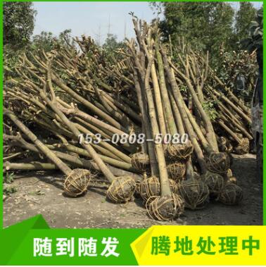 四川成都征地占地桂花樹