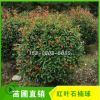 四川成都紅葉石楠球