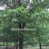 浙江桐鄉(xiāng)市供應(yīng)三杉-香樟-產(chǎn)地直銷-大量
