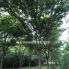 浙江桐鄉(xiāng)市供應(yīng)三杉-櫸樹-產(chǎn)地直銷-便宜-交通便利