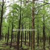浙江桐鄉(xiāng)市供應(yīng)三杉-水杉-產(chǎn)地直銷-大量