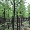池杉-產(chǎn)地直銷-大量