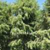 落羽杉-產(chǎn)地直銷-大量