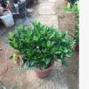 基地直銷非洲茉莉盆栽 凈化空氣室內花卉四季常青茉莉花盆栽