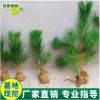 黑松基地直銷園林綠化苗木庭院植物松樹苗黑松苗盆景苗