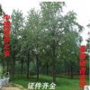 銀杏之鄉基地批發銀杏樹園林綠化銀杏樹 銀杏樹
