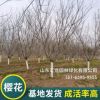 基地種植櫻花樹 庭院園林綠化批發櫻花樹 廠家供應嫁接櫻花樹