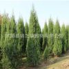 供應工程綠化苗木 行道高速專用刺柏小苗 四季常青