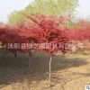 日本紅楓樹苗批發工程綠化苗木 行道風景樹園林盆景
