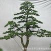 供應樹木盆景 綠化造型羅漢松 五針松 榆樹 庭院景觀大樹