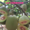 樹友苗木-大量供應(yīng)紅陽獼猴桃 1-3年嫁接苗大顆紅陽獼猴桃苗