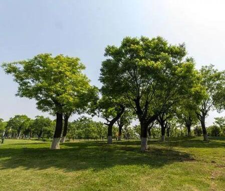 城市美化偏愛選用這4類樹種