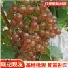 現挖現發金手指葡萄苗 陽光玫瑰嫁接葡萄樹苗 紅提葡萄果樹苗批發