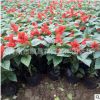 苗圃直供一串紅花苗 矮串紅批發景觀園林時令草花 青州產地