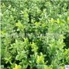 批發供應衛矛綠化用衛矛扶芳藤