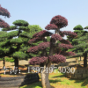 批發(fā)園林工程綠化苗木造型 紅花繼木 紅花繼木球 造型紅花檵木樁