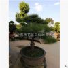 批發造型黑松 造型奇特 庭院種植黑松樹 黑松小苗價格
