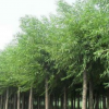 代理加盟 綠化苗木 垂柳青皮柳 金絲柳樹苗 滿頭柳 大小樹苗齊全