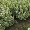 基地直銷金邊黃楊毛球規格齊全工程綠化量大從優大葉黃楊