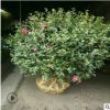 大量供應(yīng)茶梅球茶花品種齊全規(guī)格齊全綠化工程量大從優(yōu)盆栽