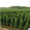 基地直銷小龍柏灑金柏檜柏規格品種齊全量大從優工程