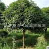 直銷桂花 金桂樹苗 綠化行道樹用苗 湖南8公分八月桂花樹量大優(yōu)惠